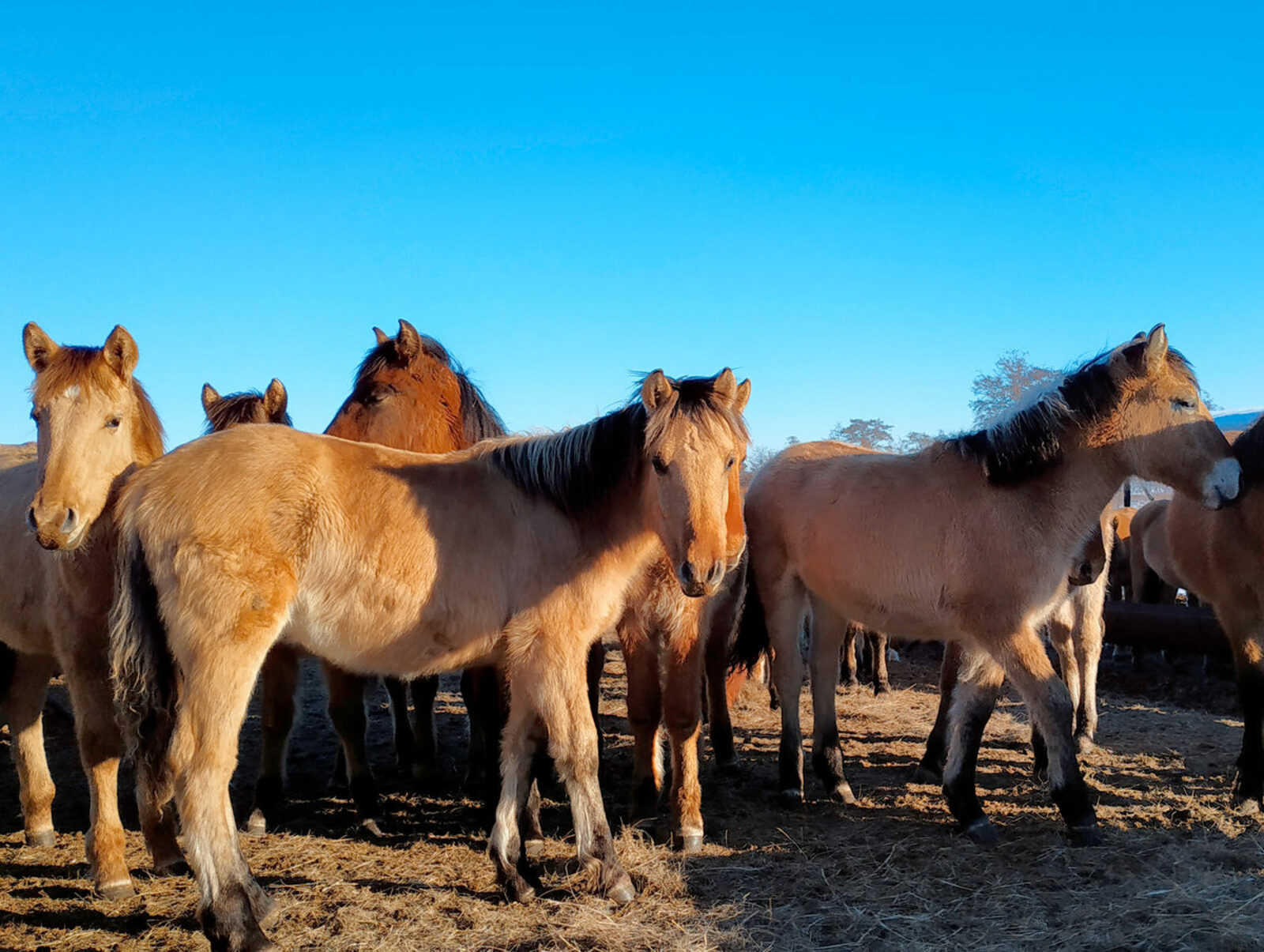 Радий Хабиров подписал указ о создании НИИ по изучению лошадей башкирской породы