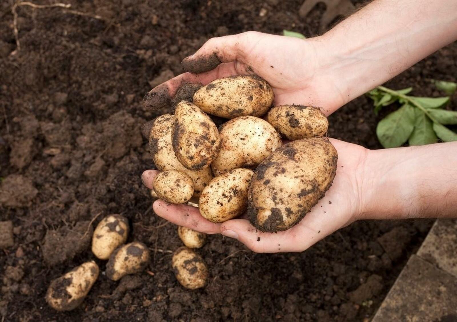 Мишустин подписал постановление о поддержке производителей картофеля и других овощей