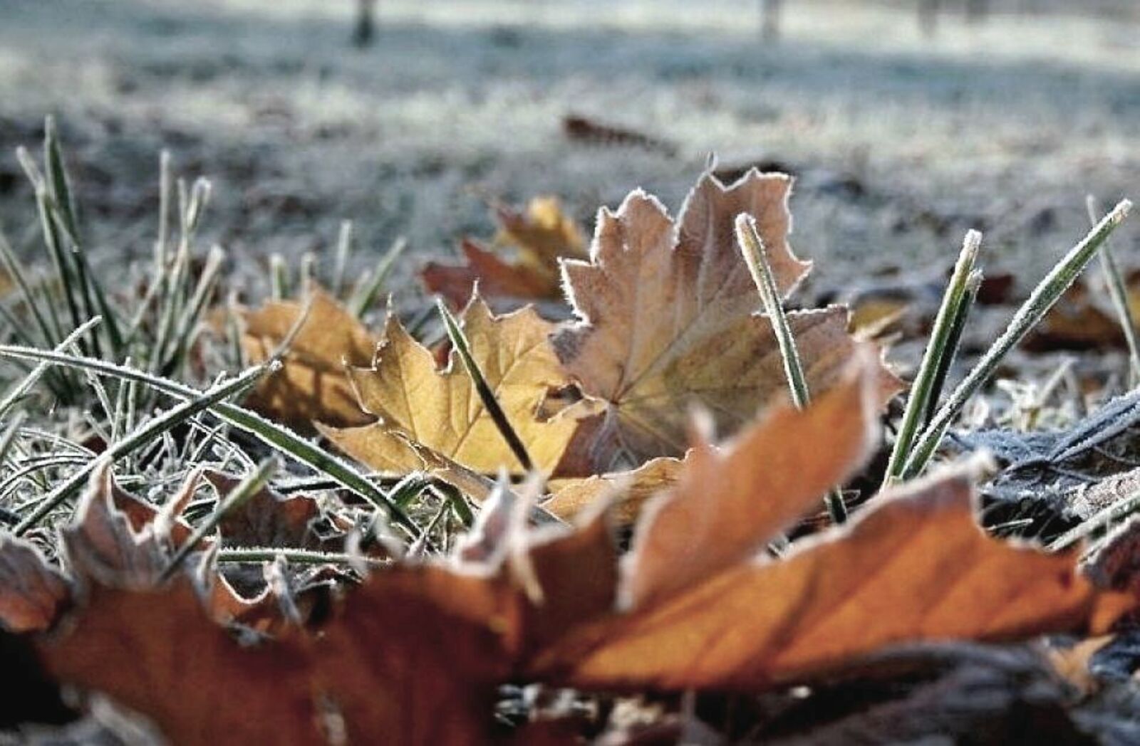 Сентябрь кончаться. Осенние заморозки. Холодная осень фото. Похолодание осень. Осень утро заморозок.