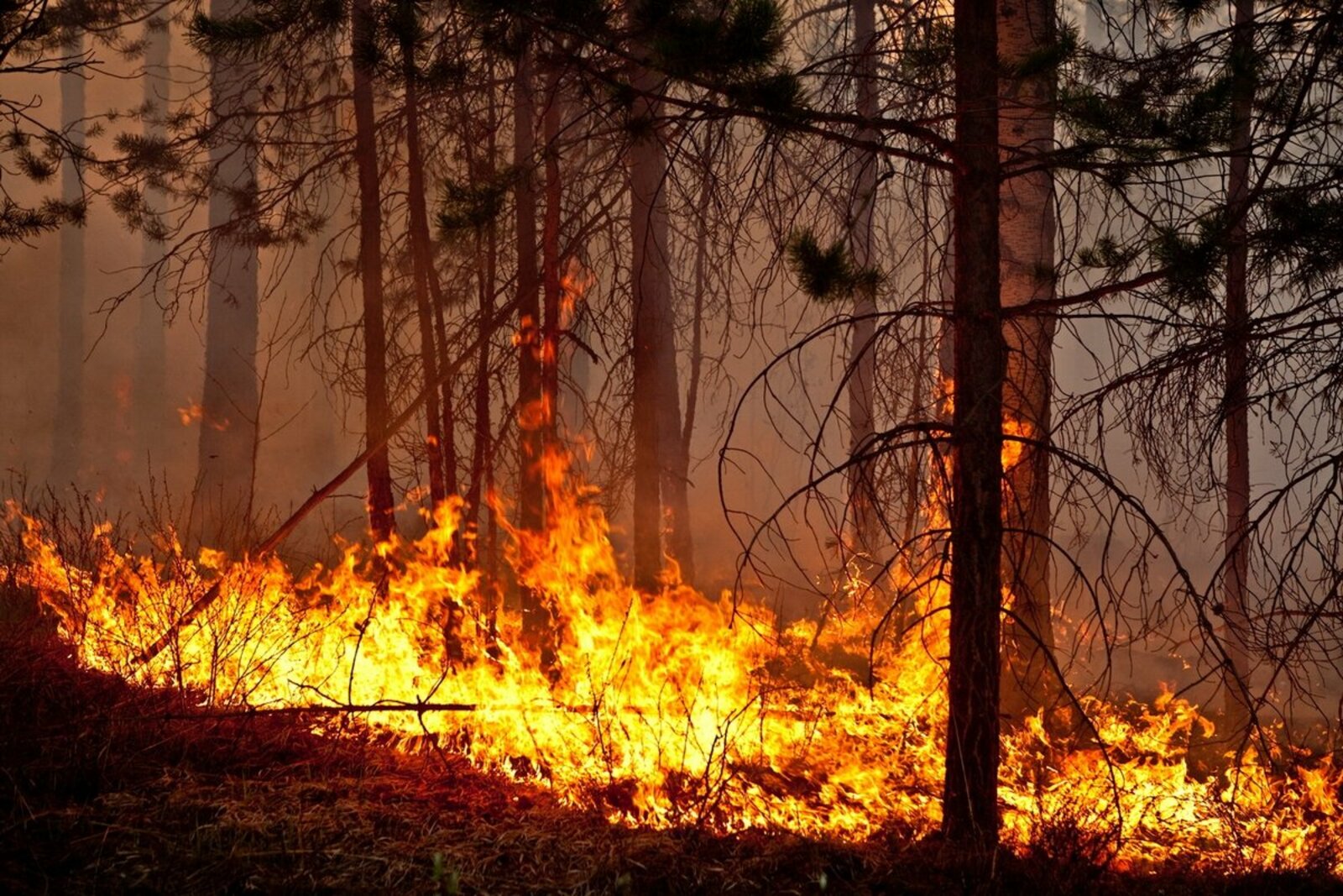 Путин поручил обязать собственников земель участвовать в тушении пожаров