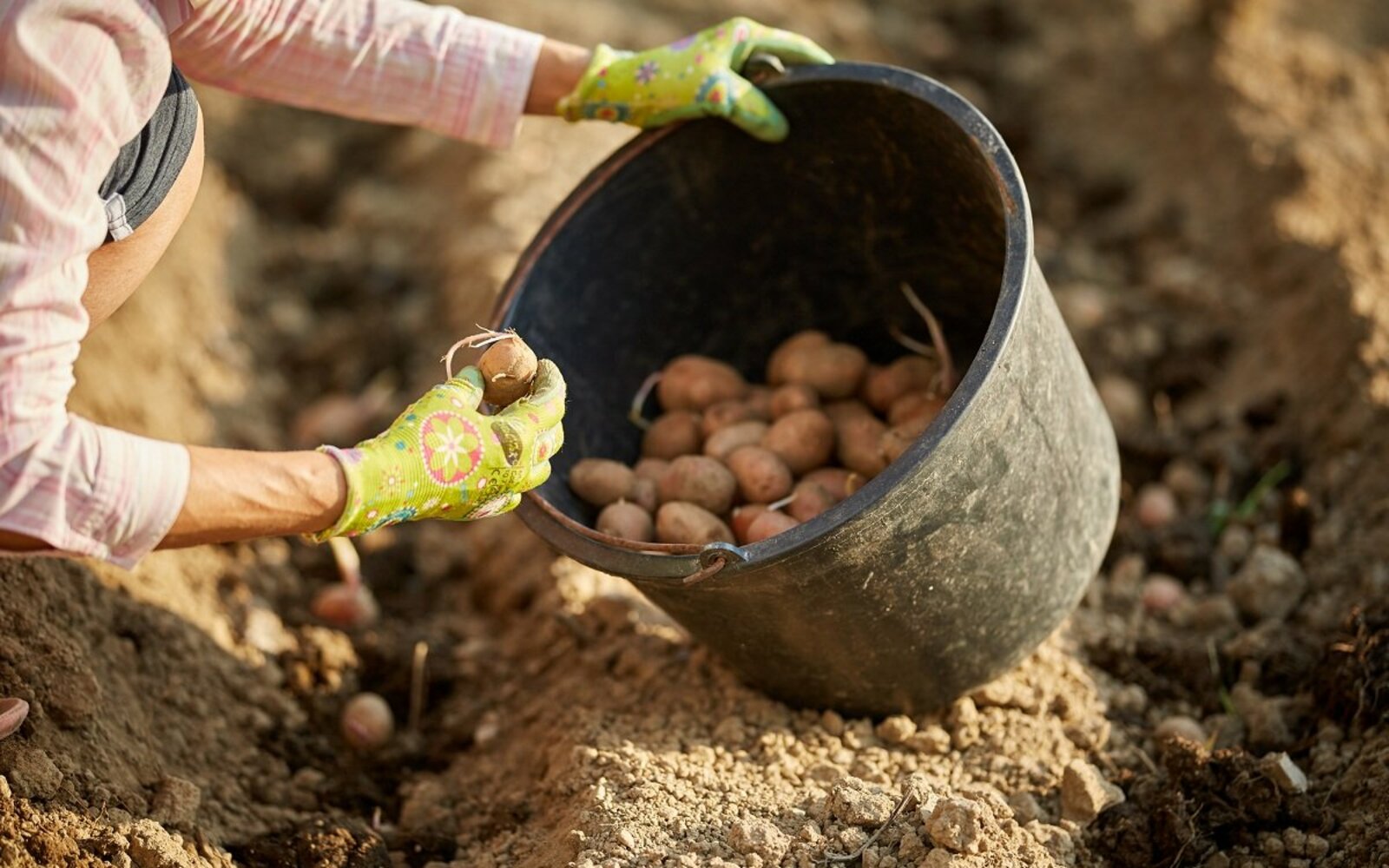 Жители Башкирии, которые выращивают картофель и овощи, смогут получить поддержку от государства