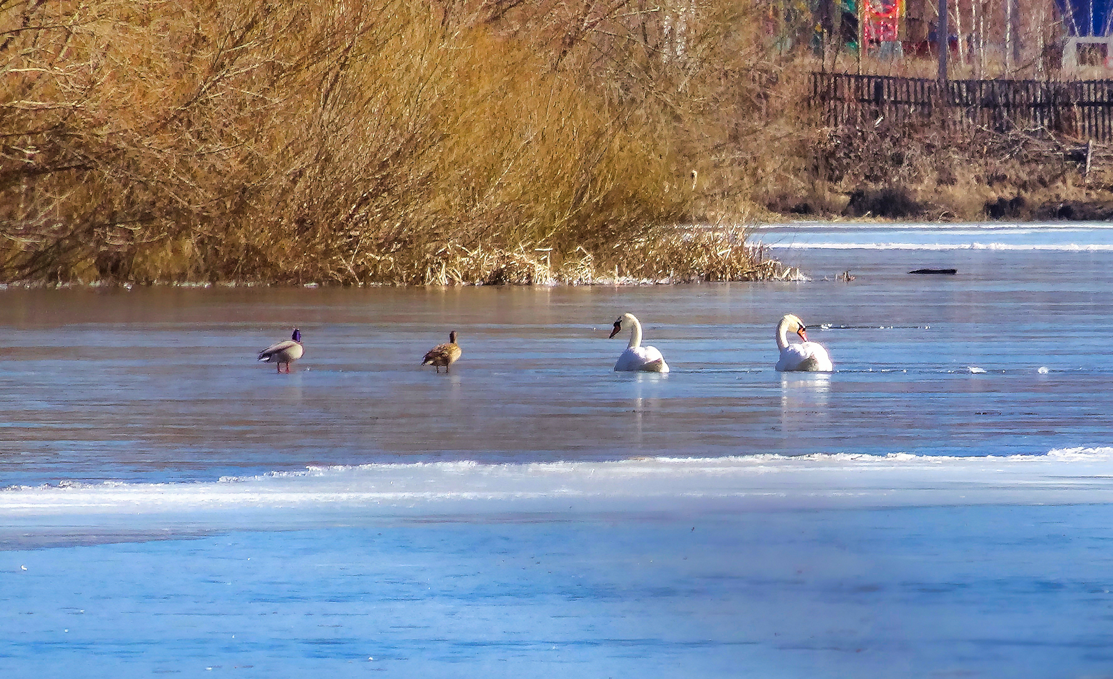 Лебеди и утки мирно соседствуют на городском пруду Баймака
