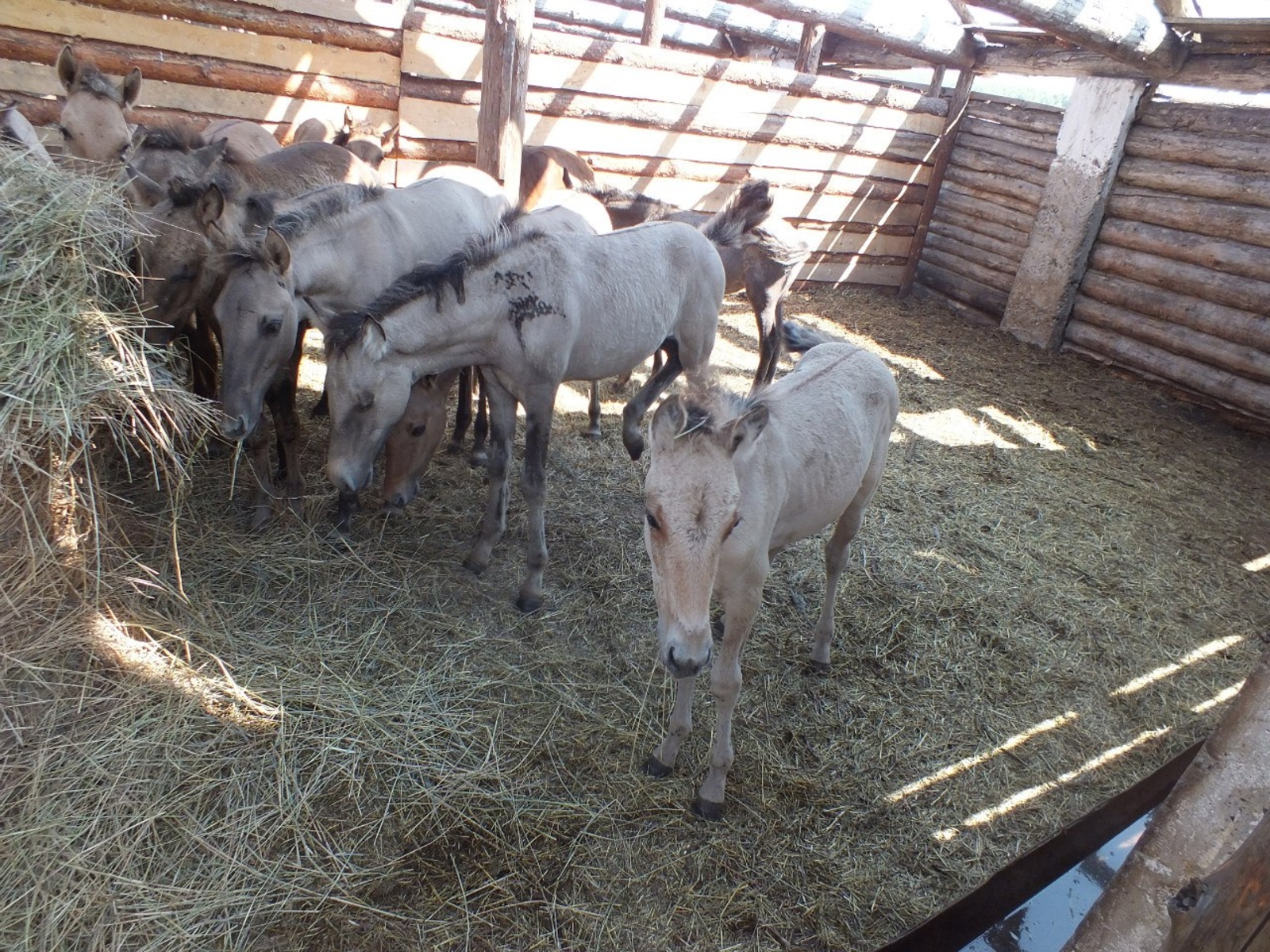 В Башкирии появится животноводческий комплекс на 11 тысяч голов