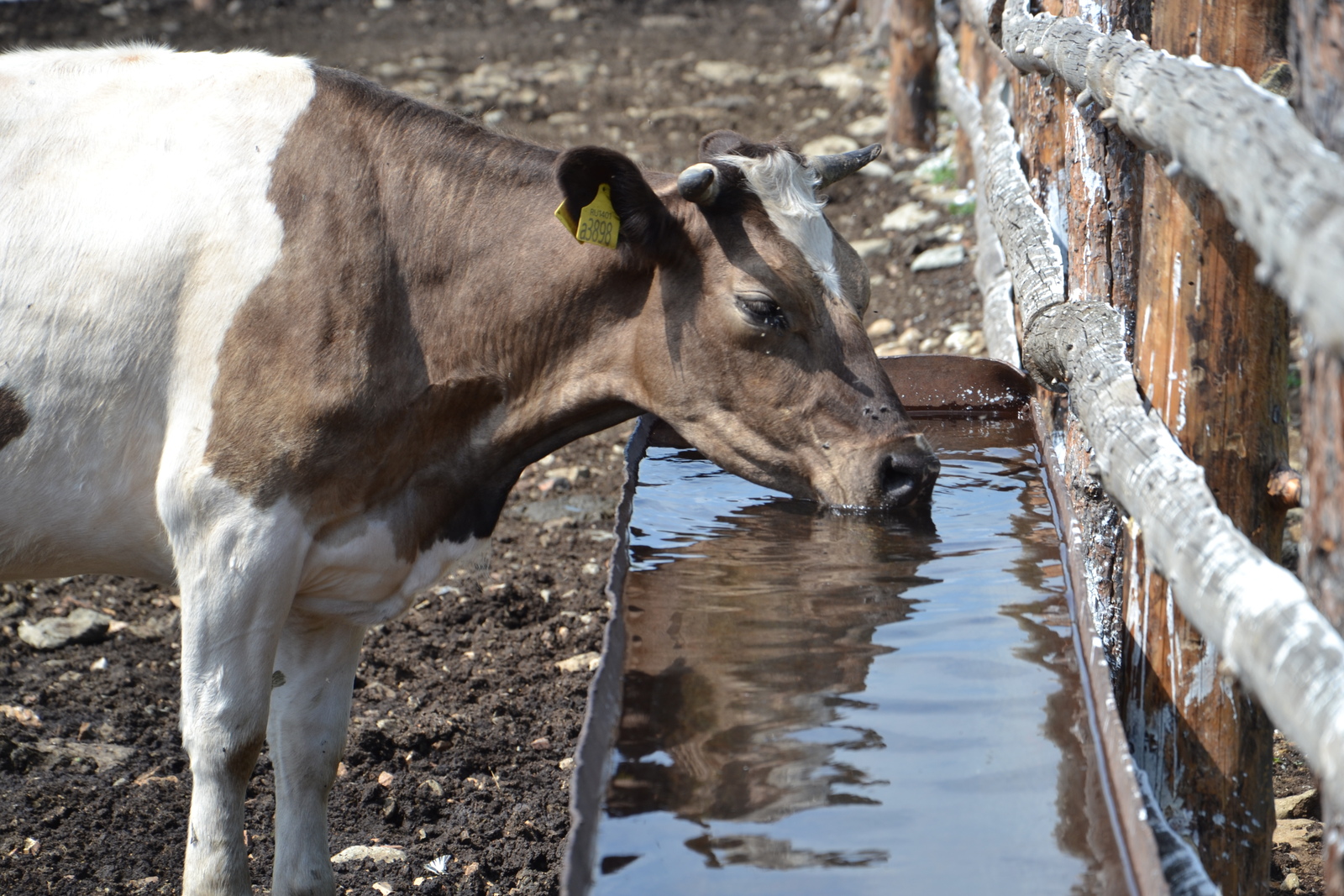 В Башкирии построят молочную ферму за 1,4 млрд рублей