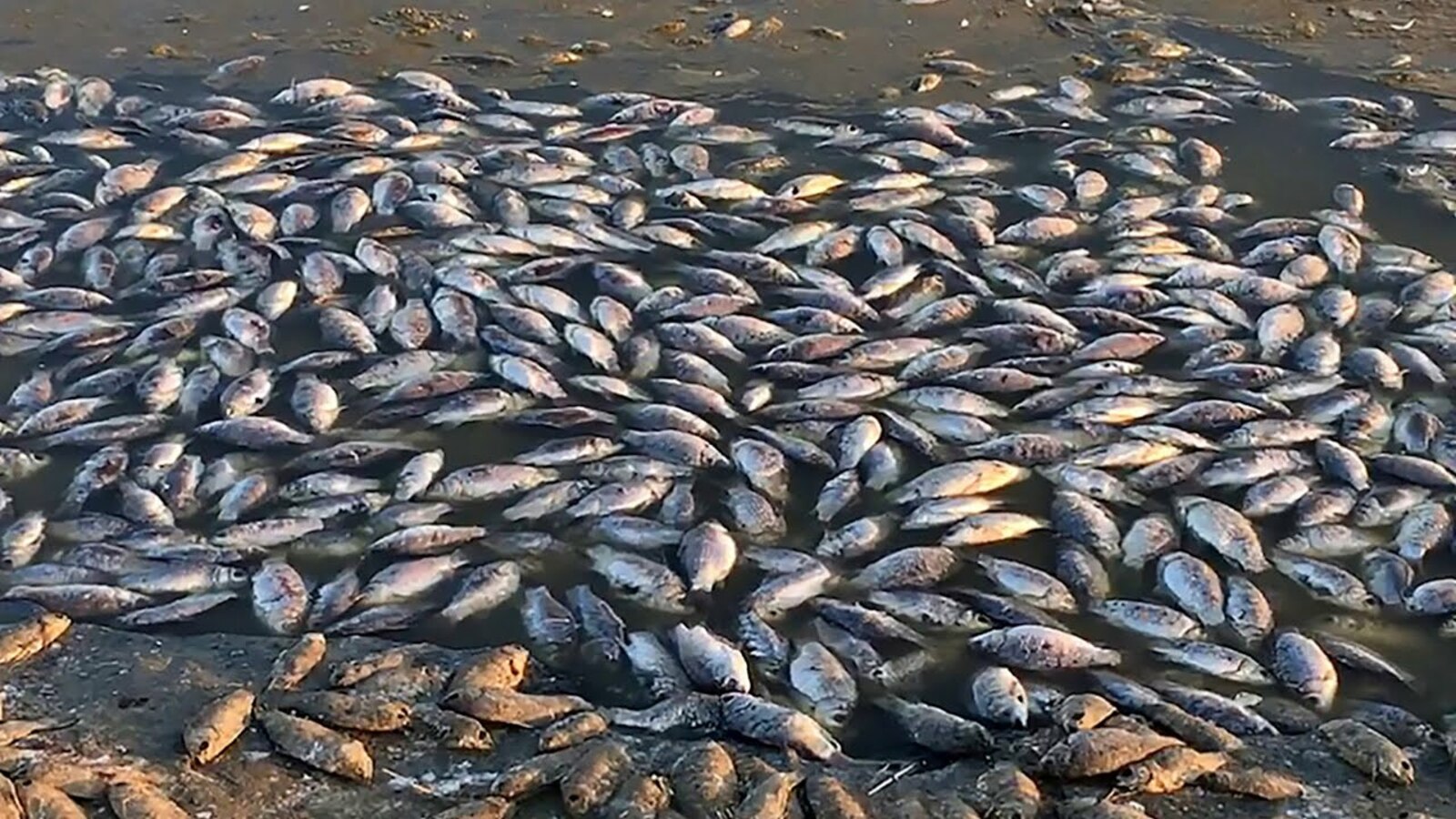 В Абзелиловском районе Башкирии массово погибла рыба