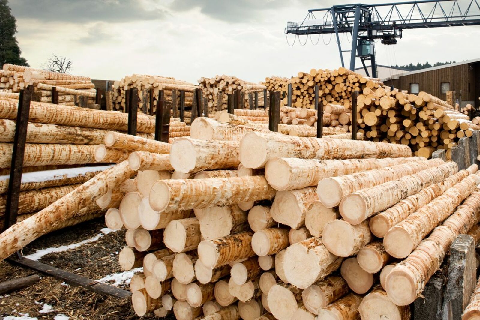 Башкирия будет сотрудничать с Ираном в сфере лесопромышленности