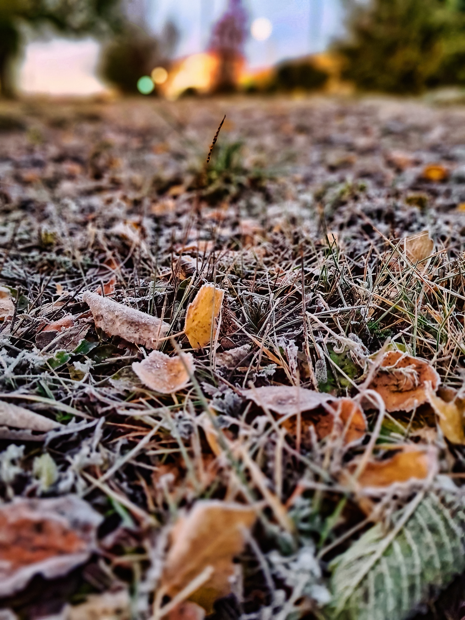 Ночью поработали заморозки