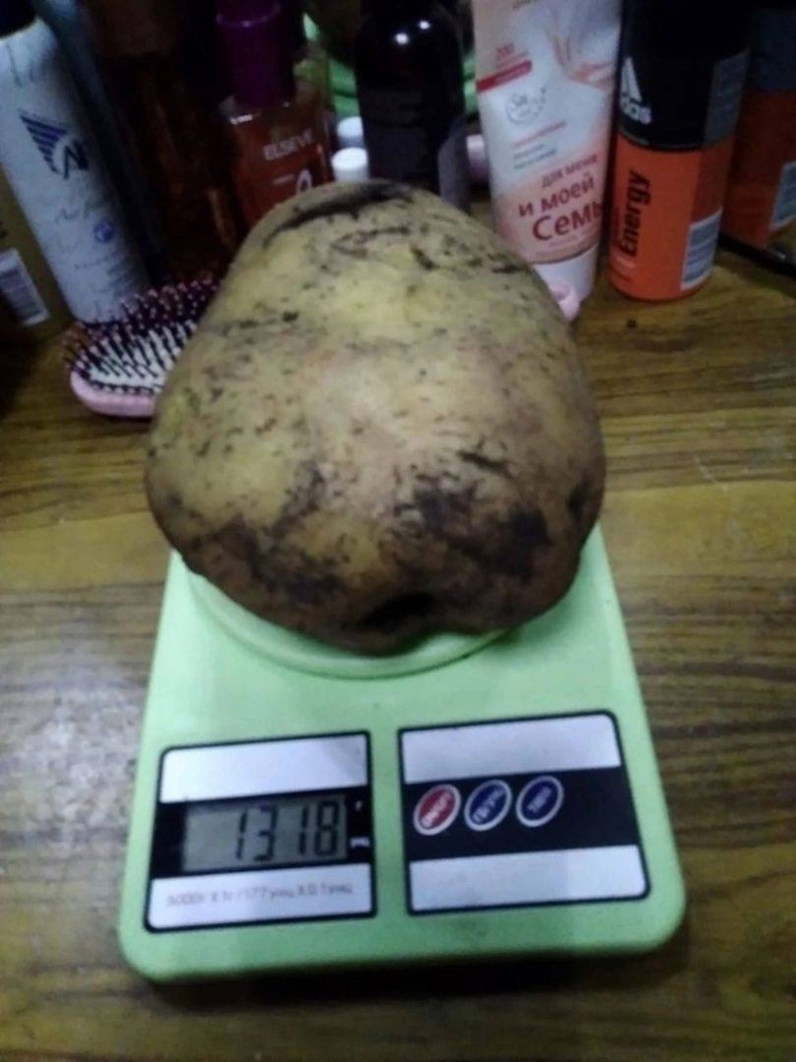 В Башкирии вырастили гигантский картофель