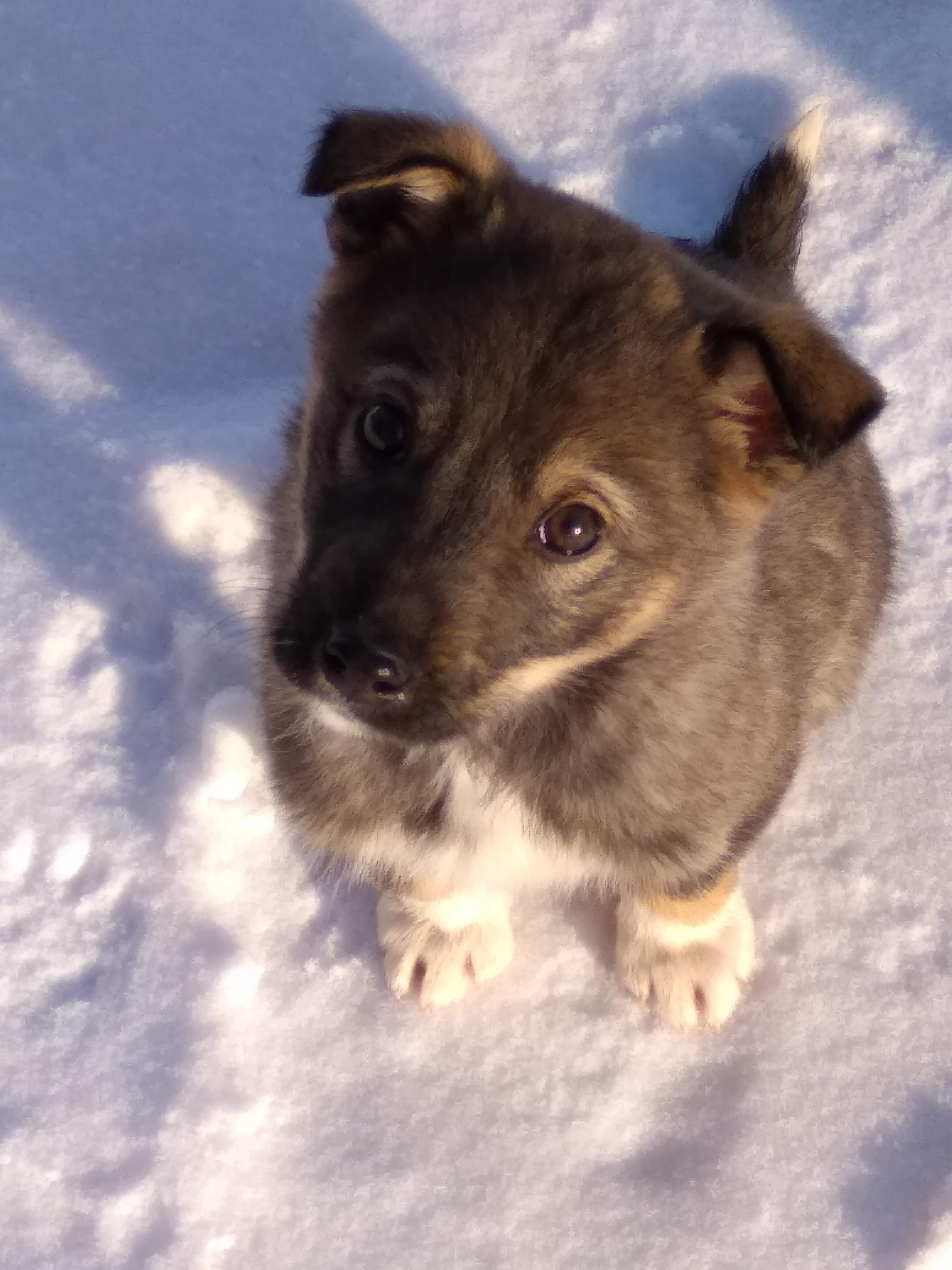 Госдума ограничит число кошек и собак в квартирах