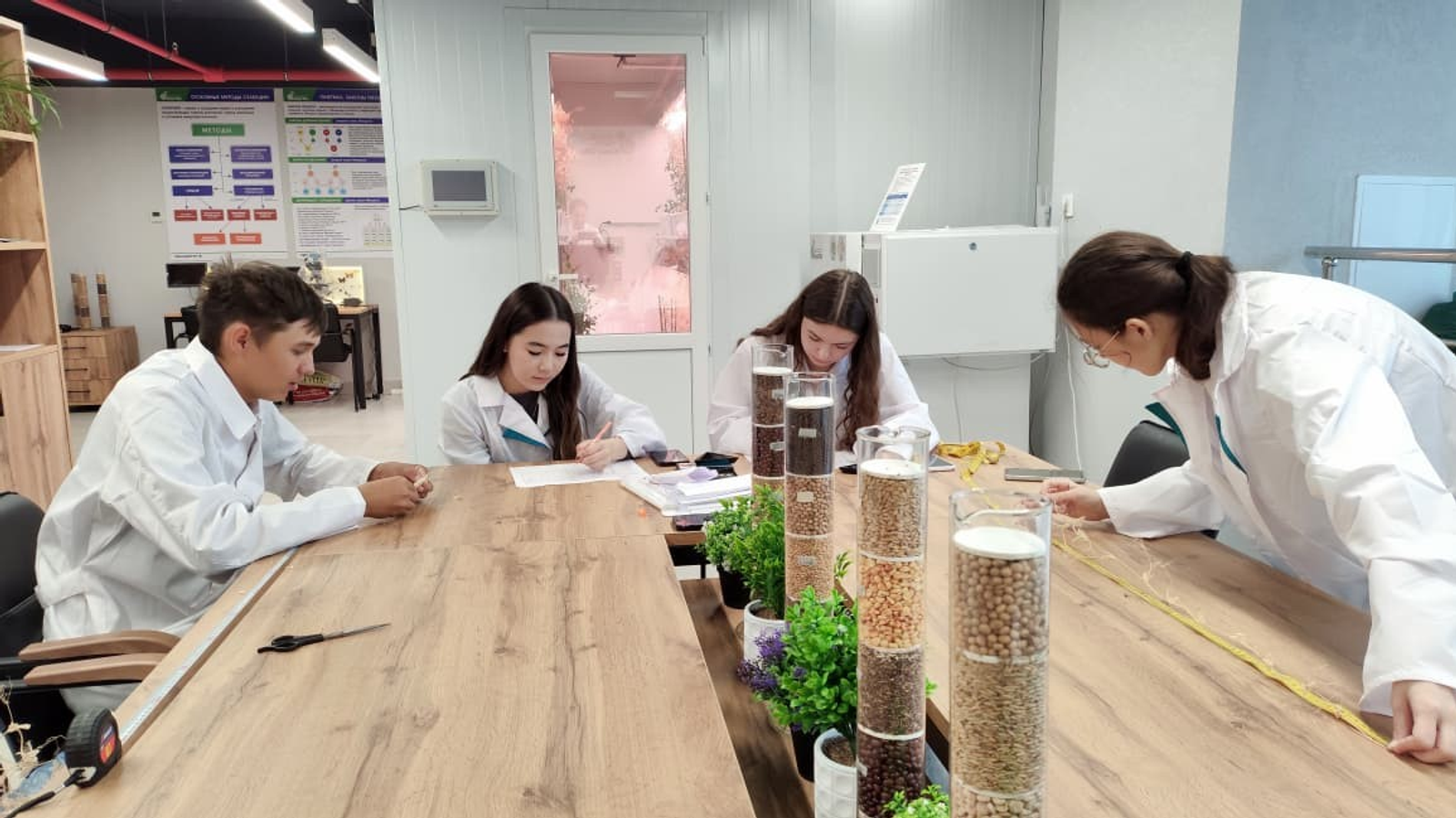 Башкирские ученые собрали урожай гибридов гороха в фитотронной камере