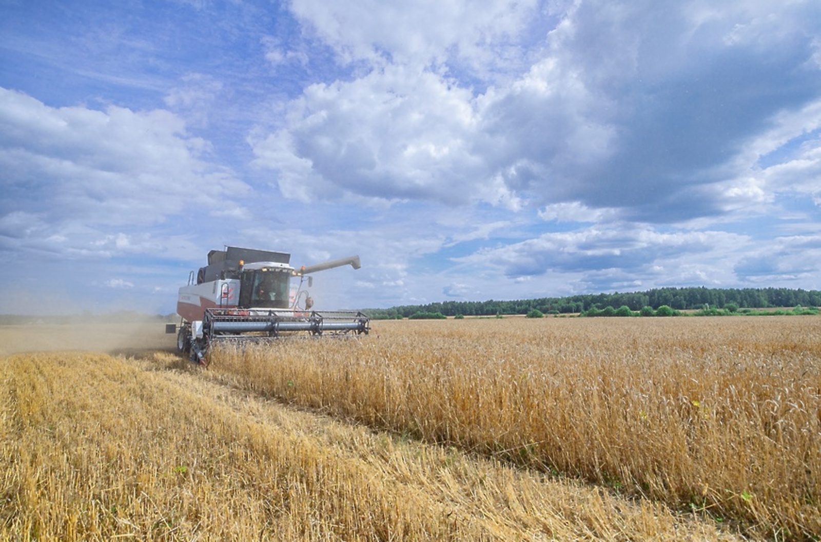 В Башкирии урожай озимой пшеницы идет на рекорд
