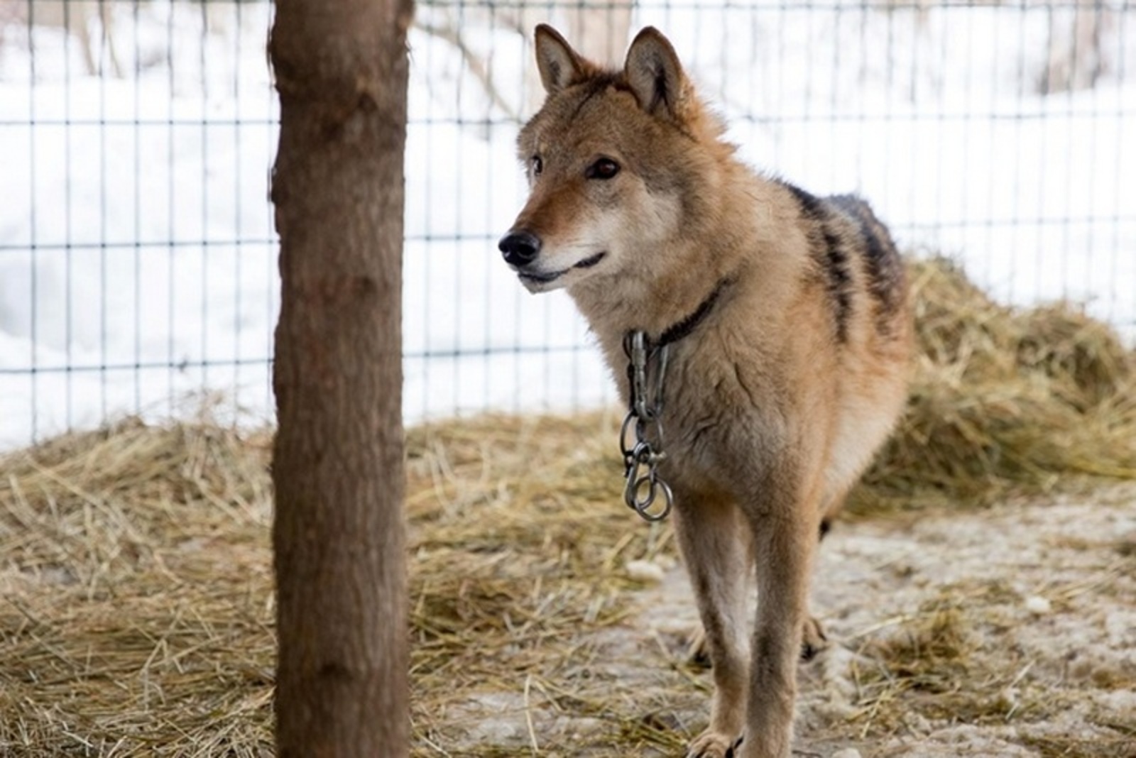 Гуманная ловля волков в Башкирии включена в Федеральный реестр