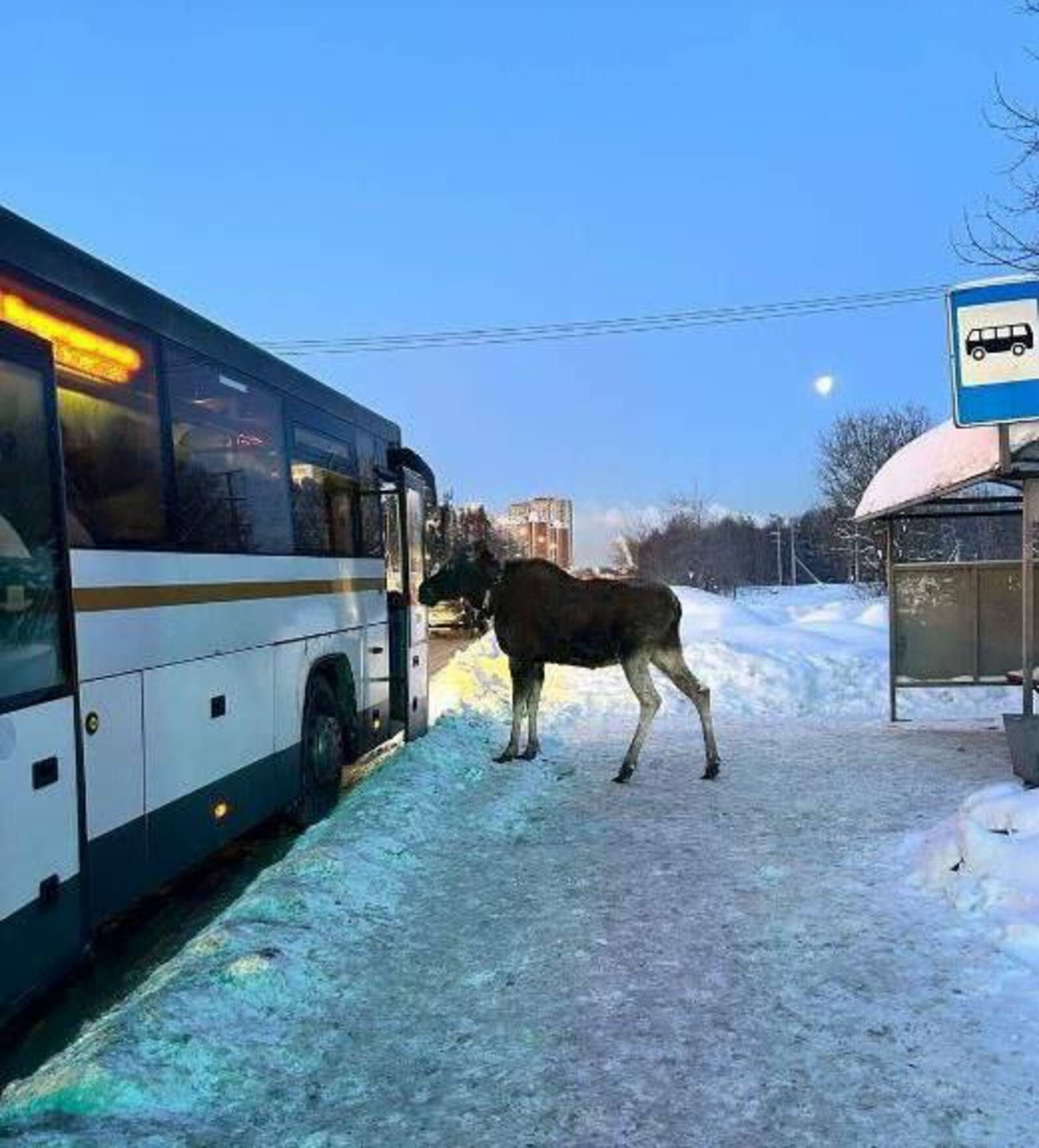 Лось попытался зайти в автобус в Подмосковье