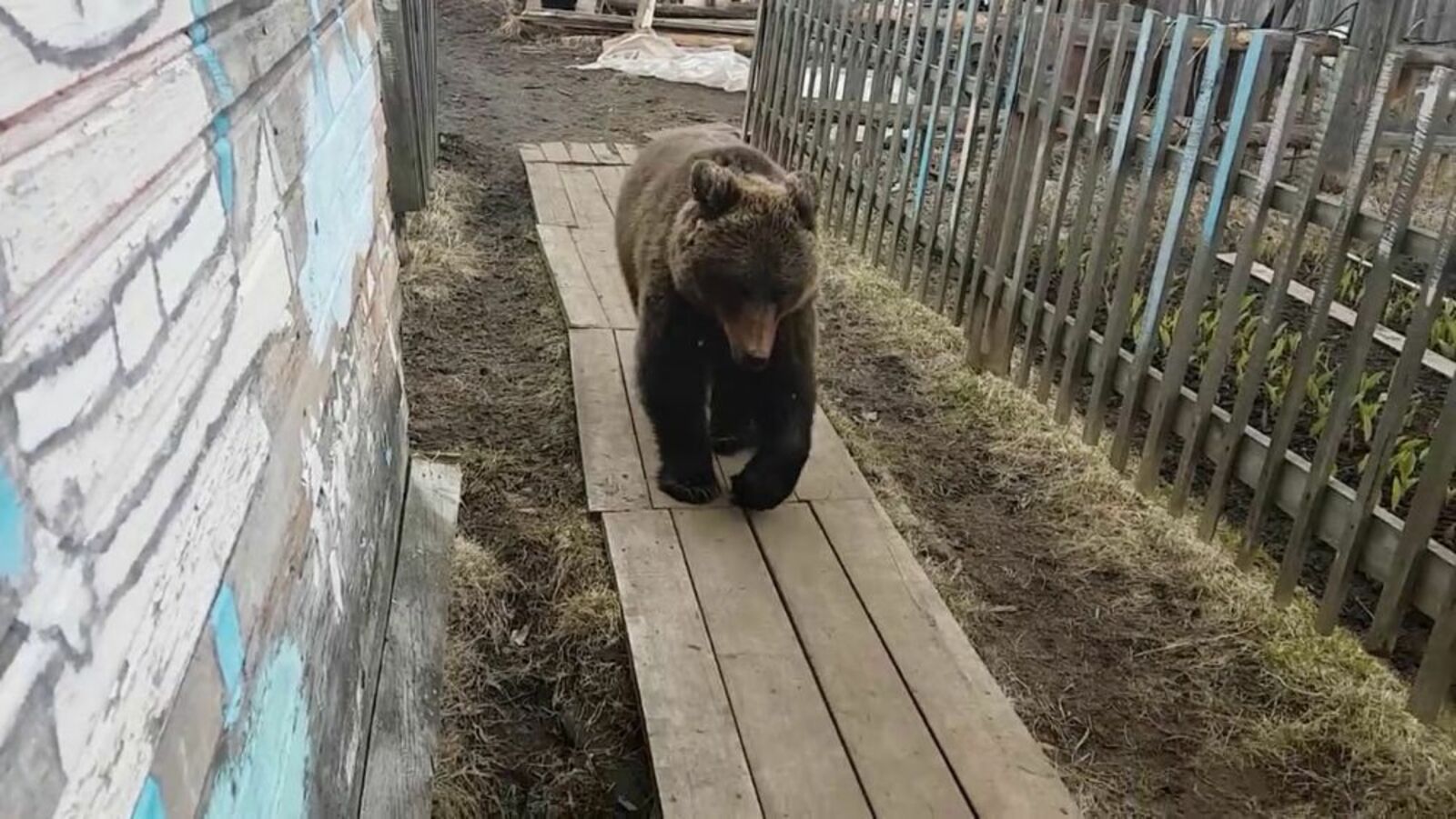 В Белорецком районе Башкирии медведи пугают местных жителей