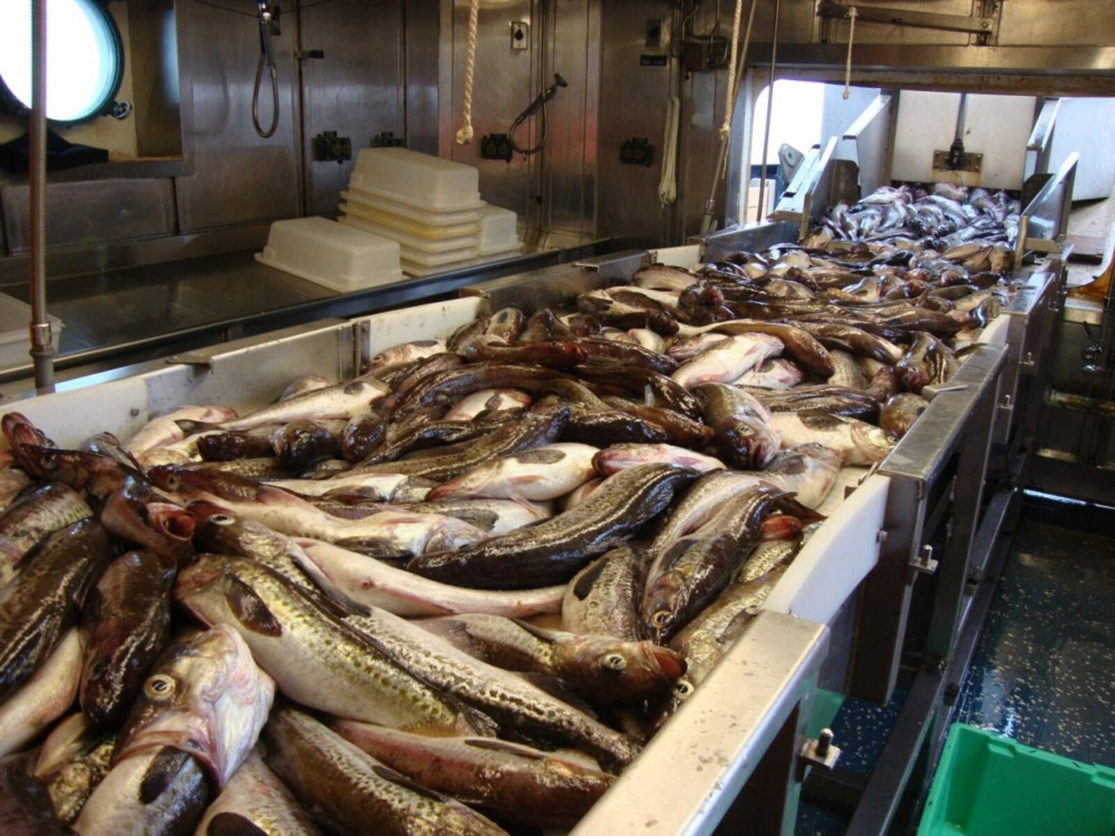 В Башкирии может появиться рыбоводный комплекс по выращиванию и глубокой переработке рыбы