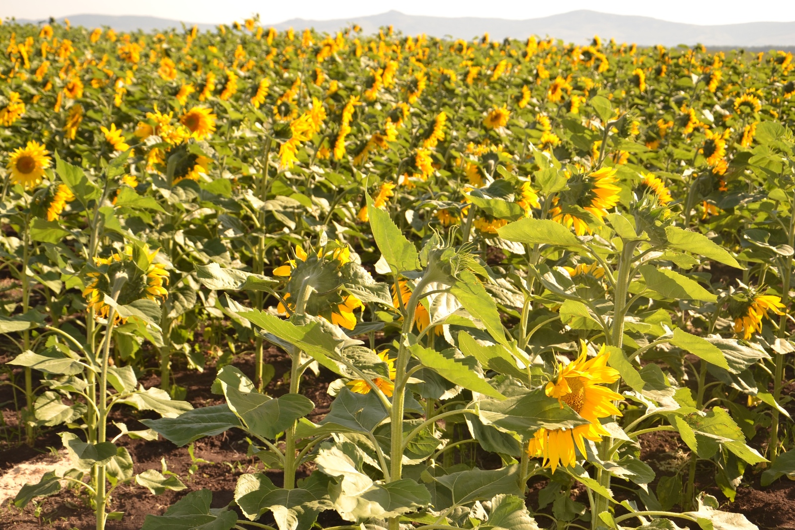 Башкирских аграриев ждет самая дорогая посевная за последние годы