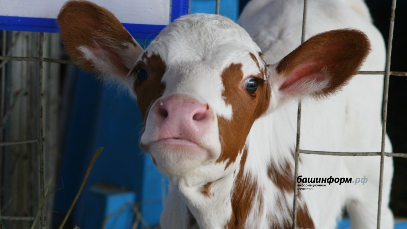 В Башкирии ввели карантин по бешенству на территории села 1-е Иткулово