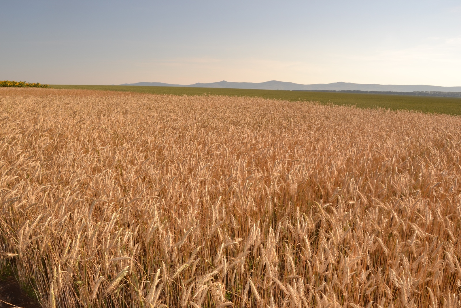 В Башкирии будут перерабатывать зерно и овощи за за ₽811 млн