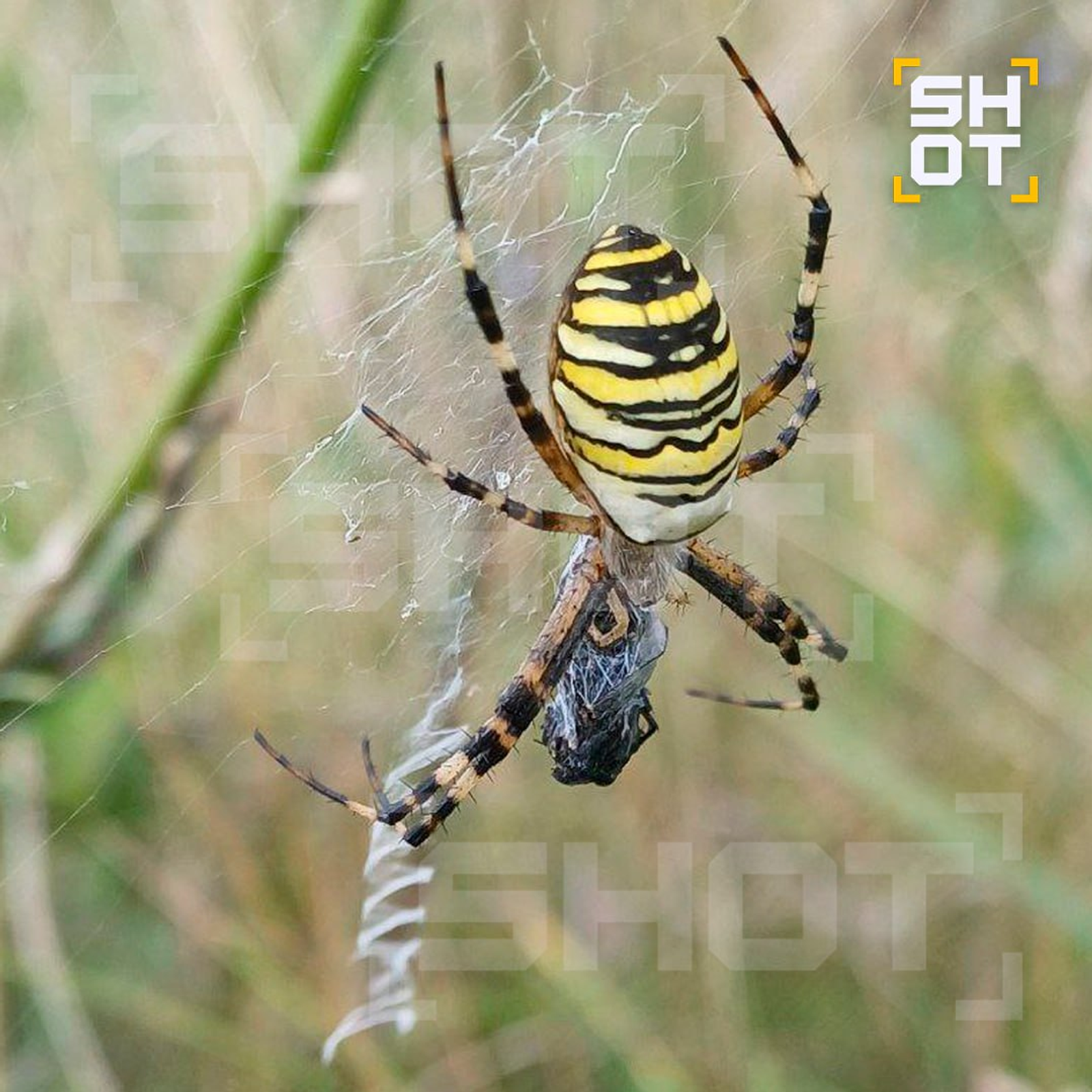 Ядовитые пауки-осы захватывают российские регионы